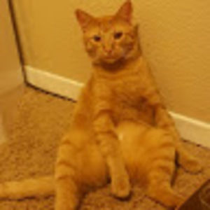 Meet your Posher, Sylvia